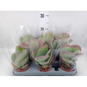 Kalanchoe NF thyrsiflora 'Red Lips'