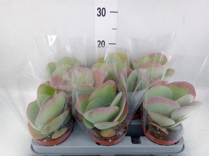 <h4>Kalanchoe NF thyrsiflora 'Red Lips'</h4>