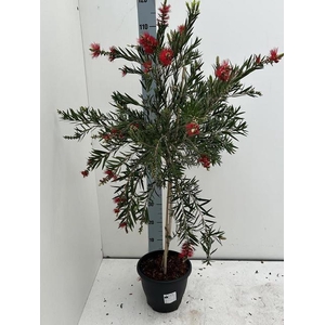 CALLISTEMON CITRINUS