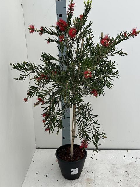 <h4>CALLISTEMON CITRINUS</h4>