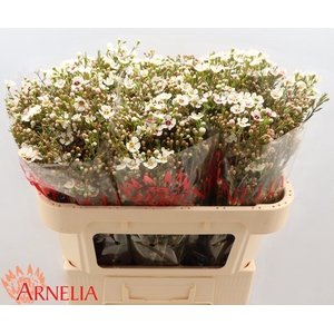 Chamelaucium Janelle