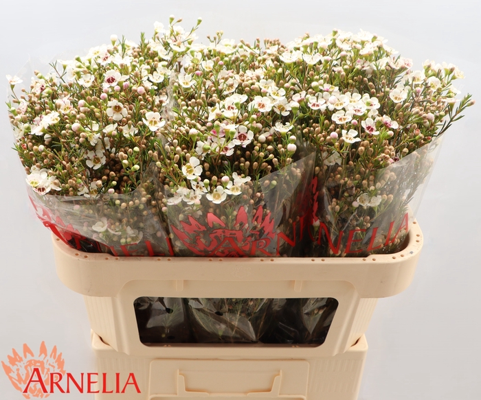 <h4>Chamelaucium Janelle</h4>