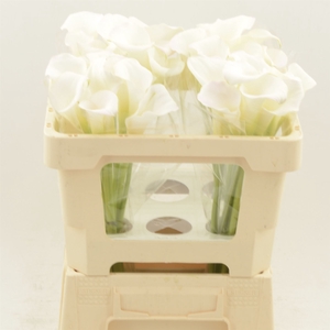 Calla Ivory Art