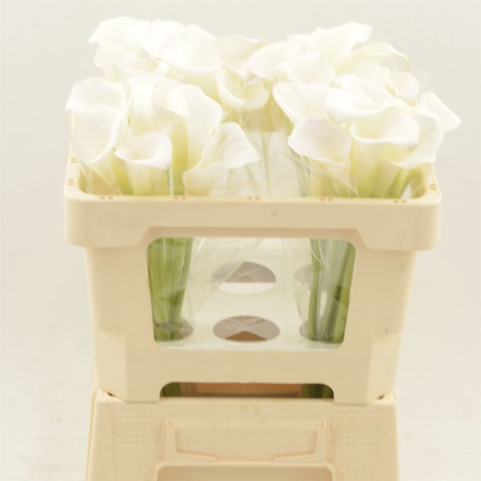 <h4>Calla Ivory Art</h4>