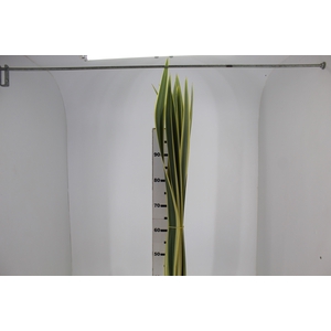 FOLHAGEM FORMIO VARIEGATA