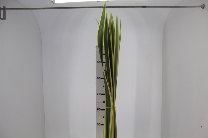 FOLHAGEM FORMIO VARIEGATA