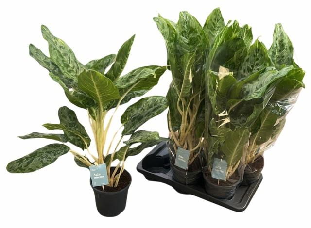 <h4>AGLAO PEACOCK</h4>