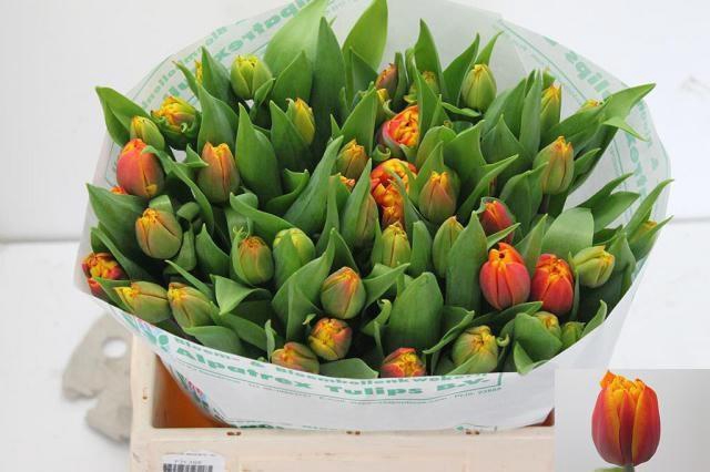 <h4>TU DU ATLAS</h4>