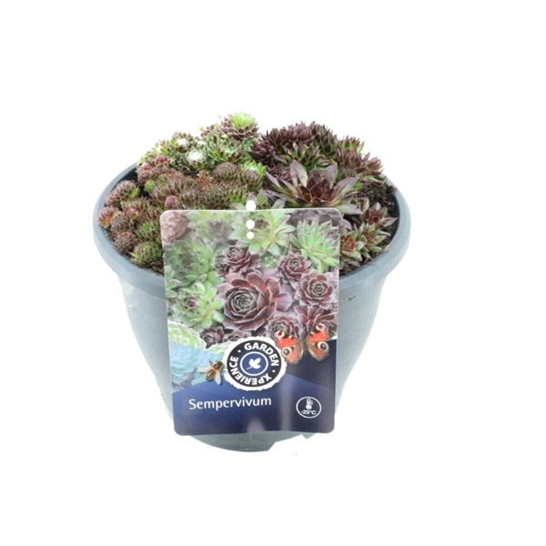 <h4>Sempervivum gemengd</h4>