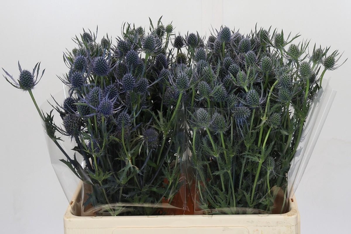 <h4>Eryngium Blue Dynamite</h4>
