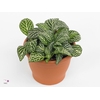 FITTONIA MARBLE GREEN 8,5 CM