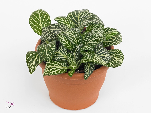 FITTONIA MARBLE GREEN 8,5 CM