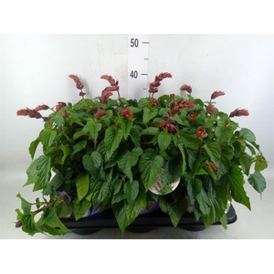 Salvia  'Salgoon Lake Flamingo'