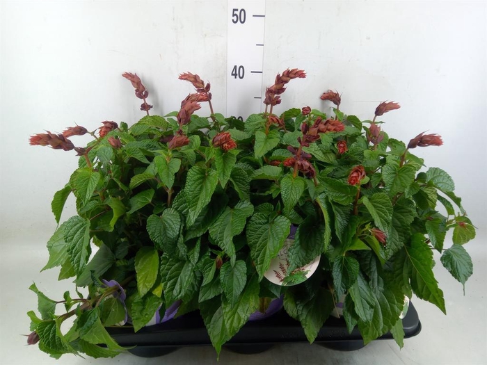 <h4>Salvia  'Salgoon Lake Flamingo'</h4>