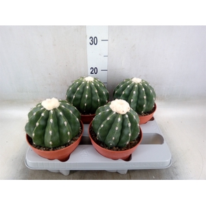 Cactus   ...