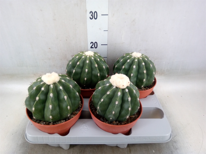 <h4>Cactus   ...</h4>