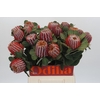 Banksia Coccinea