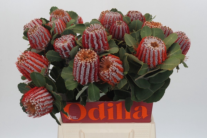 <h4>Banksia Coccinea</h4>
