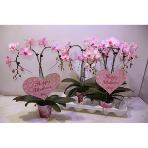 arr8 Phal Ov Roze