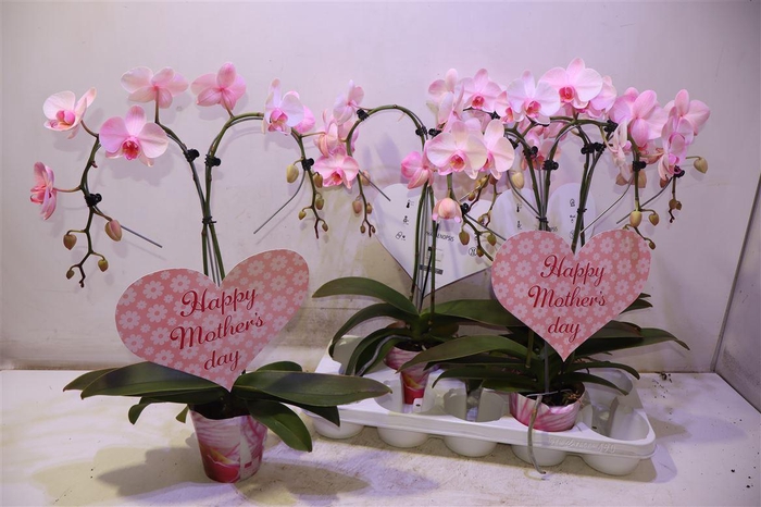 <h4>arr8 Phal Ov Roze</h4>