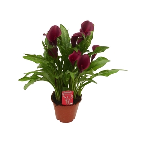 Zantedeschia Royal Valentine