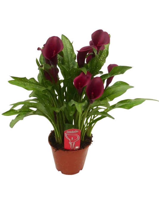 <h4>Zantedeschia Royal Valentine</h4>