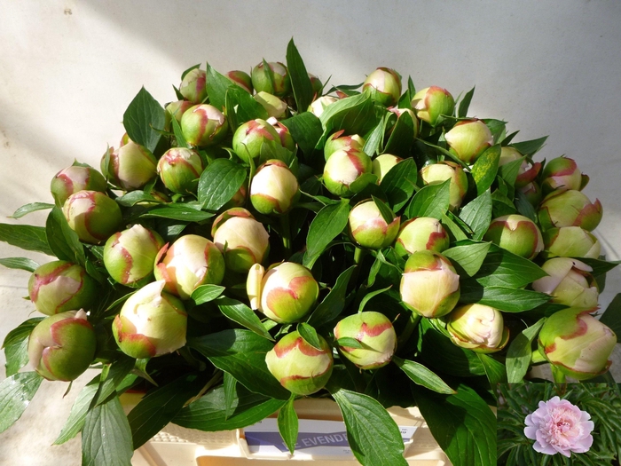 <h4>PAEO L ALERTIE</h4>