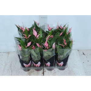 ANTHURIUM LILLI P09 PREMIUM