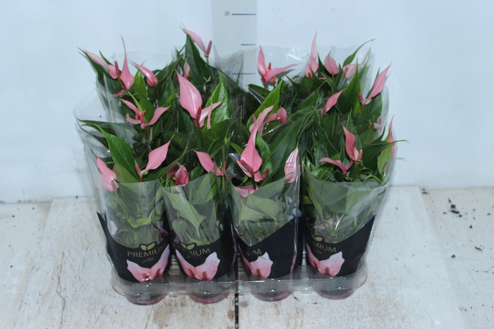 <h4>ANTHURIUM LILLI P09 PREMIUM</h4>