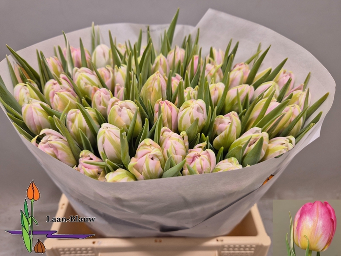 <h4>TU DU DOTCOM</h4>