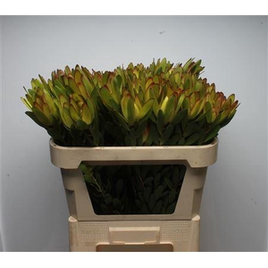 Leucad Goldstrike Spray