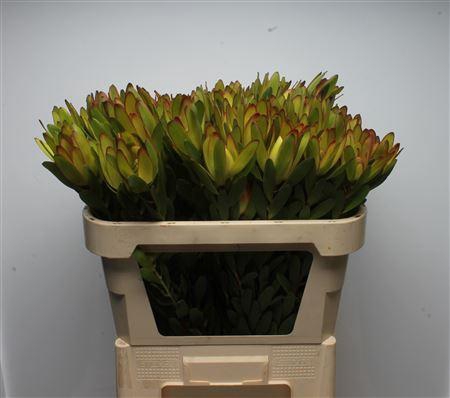 <h4>Leucad Goldstrike Spray</h4>