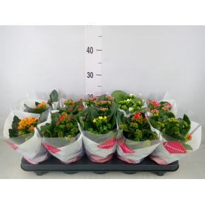 Kalanchoe blos.   ..mix 6