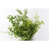Jasmine White 100 Gram
