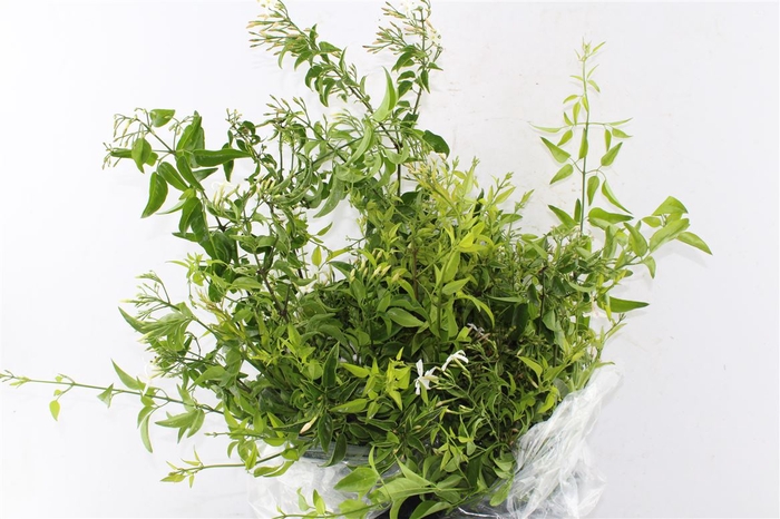 <h4>Jasmine White 100 Gram</h4>