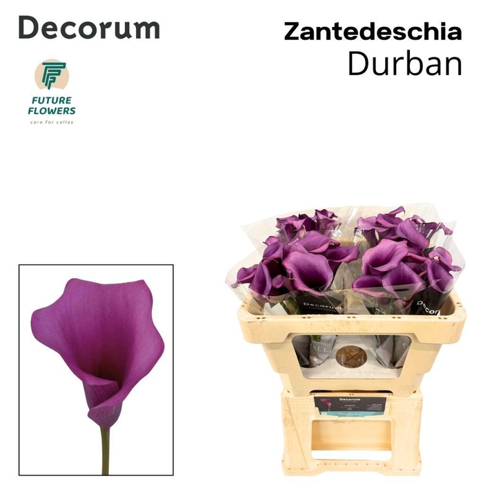 <h4>Zantedeschia durban</h4>