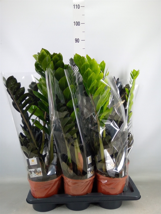 <h4>Zamioculcas zamiifolia 'Dowon'</h4>