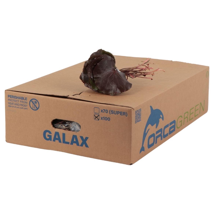 <h4>Galax Super Orca</h4>
