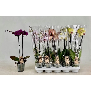 PHAL GEM