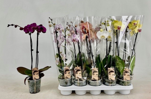 <h4>PHAL GEM</h4>