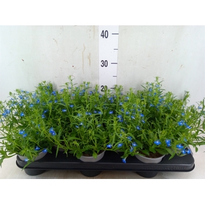 Lobelia richardii