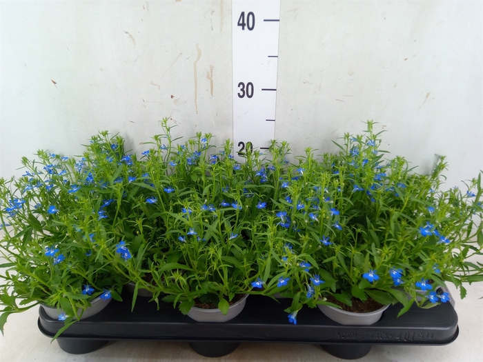 <h4>Lobelia richardii</h4>