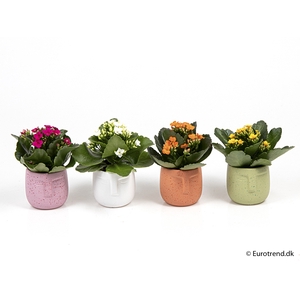 KALANCHOE BLOSSF P6 E 2179