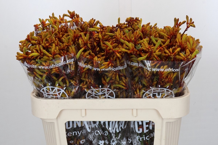 <h4>Anigozanthos Gold Fever</h4>