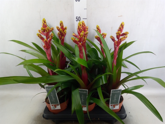 <h4>Guzmania   ...</h4>