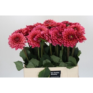 Dahlia Salmon Runner