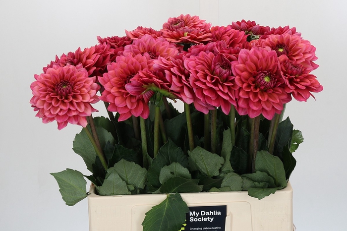<h4>Dahlia Salmon Runner</h4>