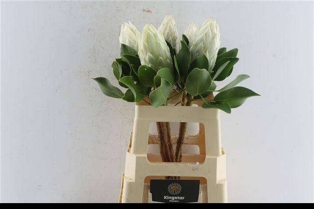 <h4>PROTEA CY FULL MOON</h4>