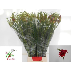 Freesia du Expression