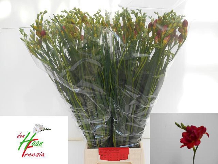 <h4>Freesia du Expression</h4>
